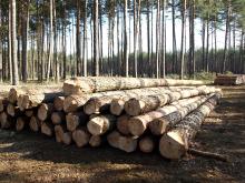 UWAGA - Nowy regulamin sprzedaży drewna
